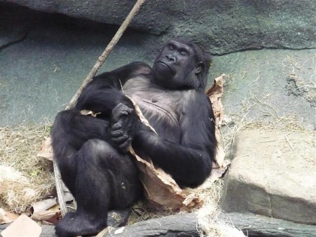 Cikagos zoo