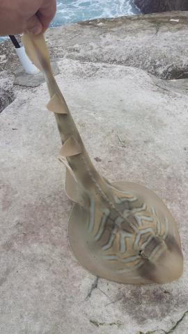 Eastern fiddler ray