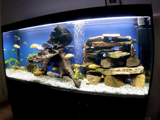 Ciklidinis akvariumas