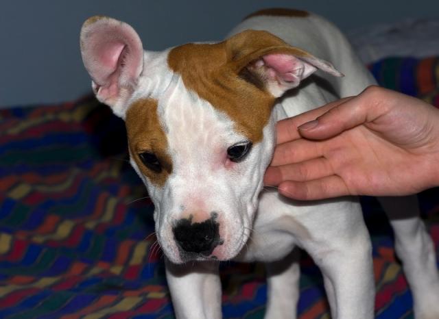 Amstaff