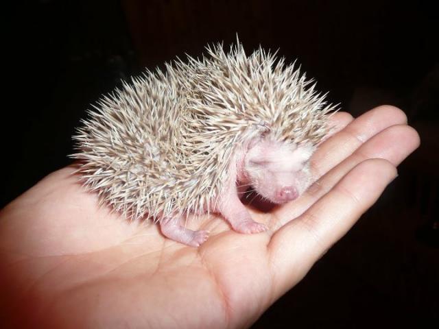 Atelerix albiventris