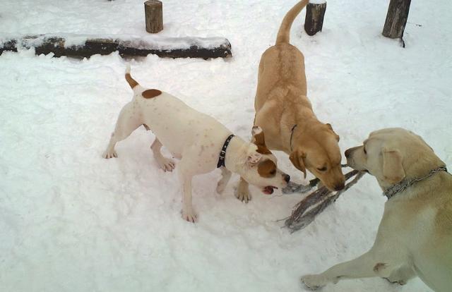 Amstaff