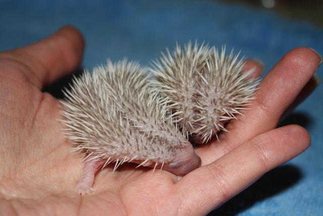 Atelerix  Albiventris