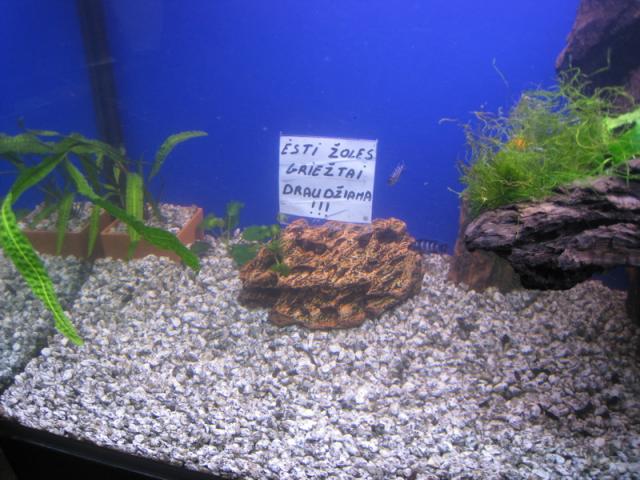 Ciklidinis akvariumas