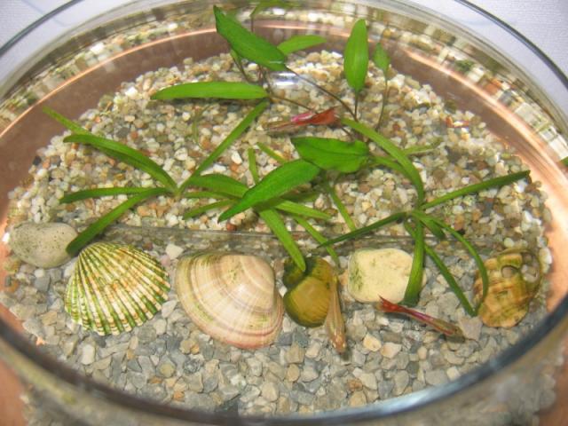 akvariumas