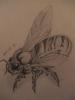 bee_t1.jpg