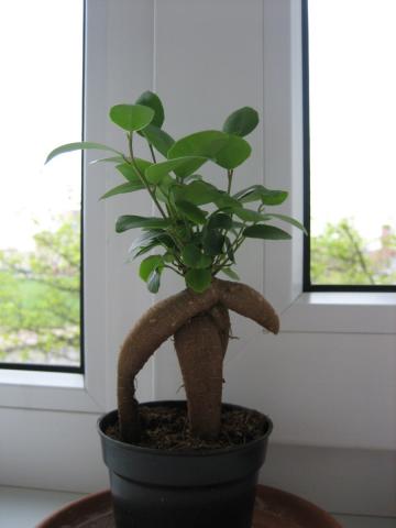 Bonsai