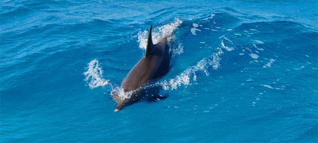 Stenella longirostris 