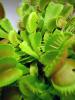 dionaea_muscipula2_t1.jpg