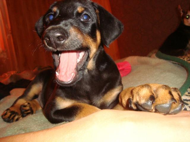 Dobermanas