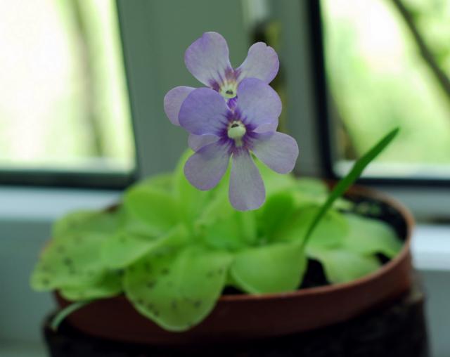 Pinguicula sp.