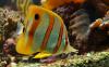 dsc_0750_t1.jpg