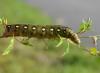 dsc_0951_t1.jpg