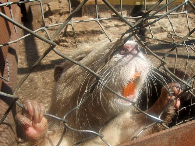Mini zoo