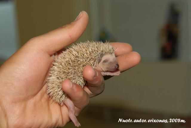 Atelerix Albiventris/Atelerix algirus
