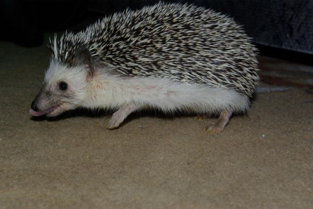 Atelerix albiventris/Atelerix algirus