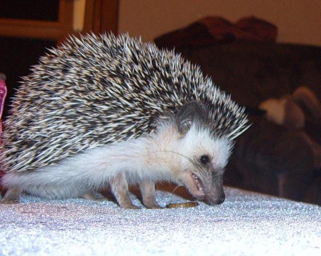 Atelerix albiventris/Atelerix algirus