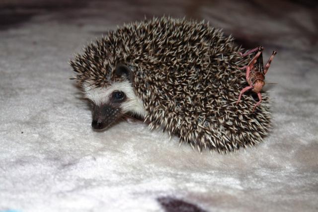Atelerix Albiventris