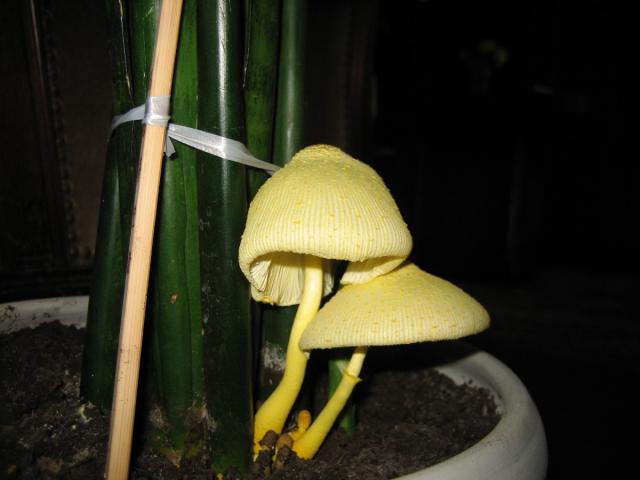 Grybas