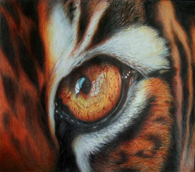Tiger Eye