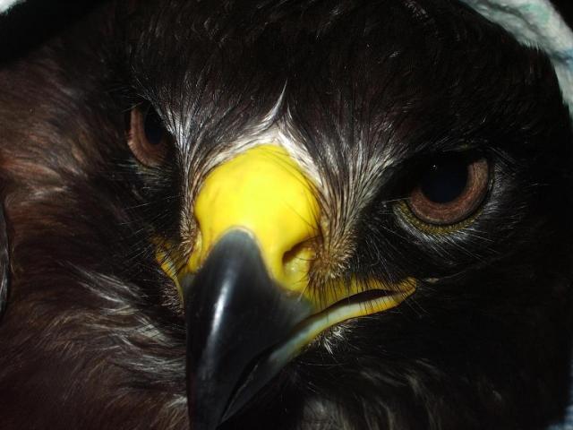 "Nelaimėlis"- paprastasis suopis (Buteo buteo)