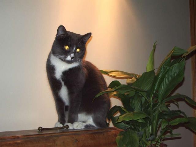 mano katė