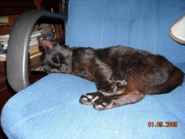 Katinėlis