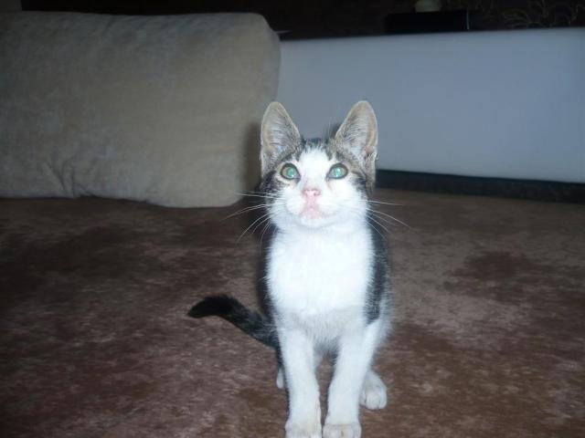 katukas