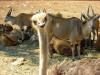 large_2008050510241135546_t1.jpg