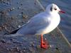 larus-ridibundus_t1.jpg