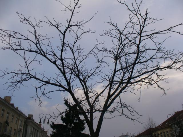 Medis