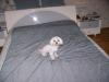 Spausk peržiūrai minidog_t1.jpg