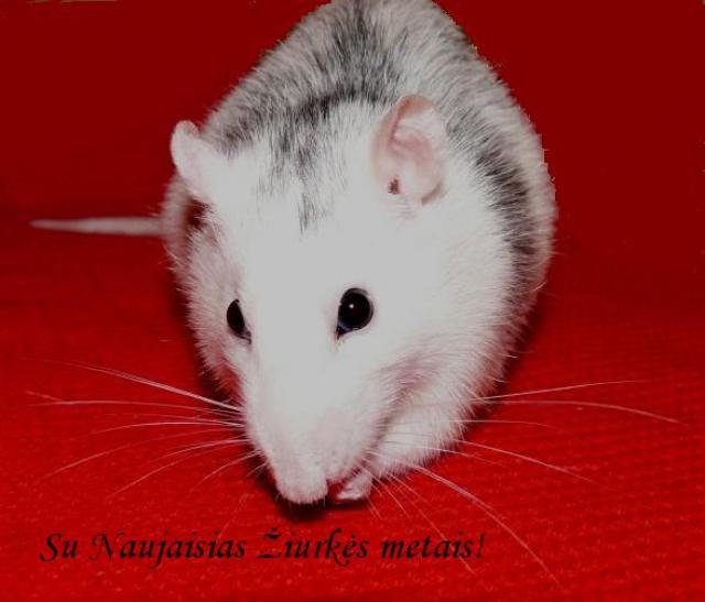Su naujaisias žiurkės metais ;)