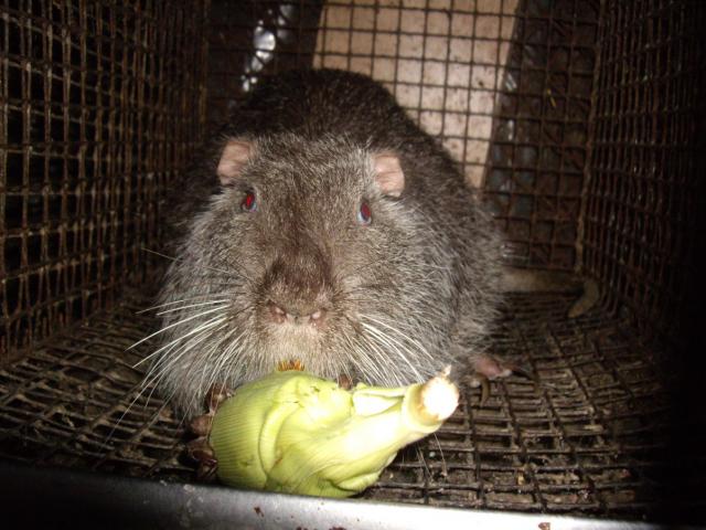 Nutrija