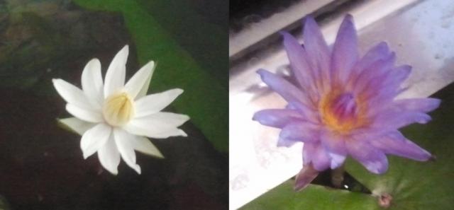 Nymphea lotus