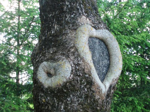 širdutė