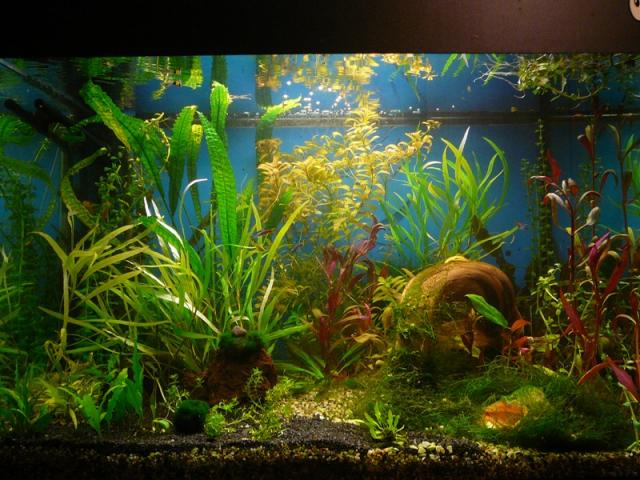 Akvariumas 240l