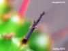 p1050899_t1.jpg