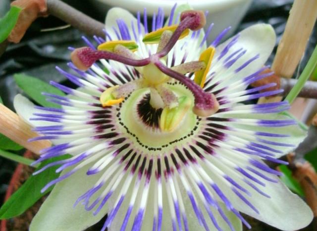 Pasiflora corulea