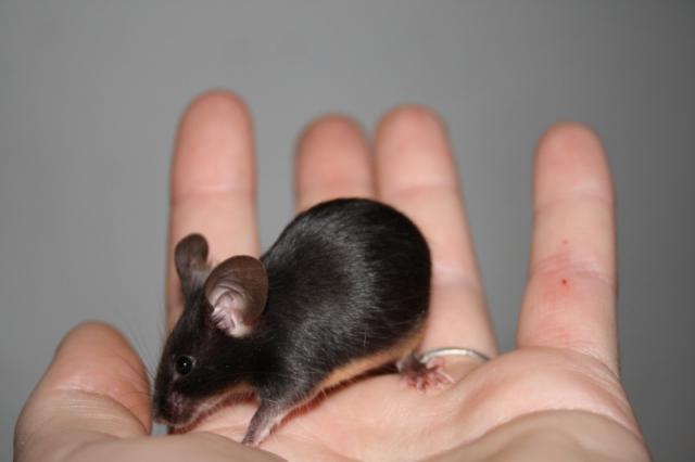 Pelė