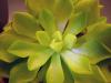 pinguicula_vulgaris_t1.jpg