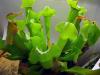 sarracenia2_t1.jpg