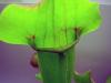 sarracenia_t1.jpg