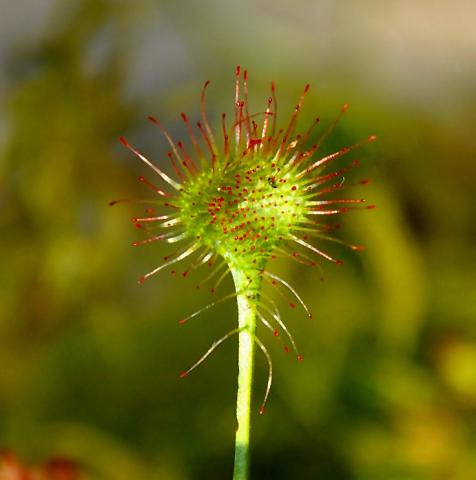 Drosera rotundifolia