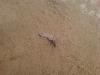 skruzde_t1.jpg