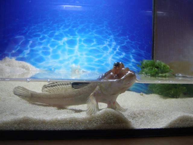 Periophthalmus barbarus