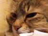steu-cat_t1.jpg