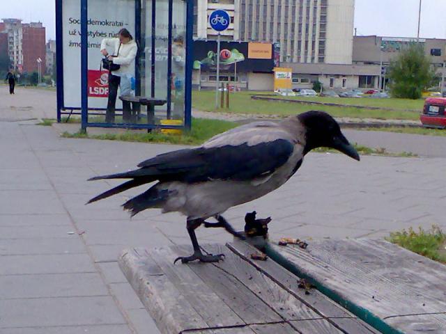 gudruolė varna