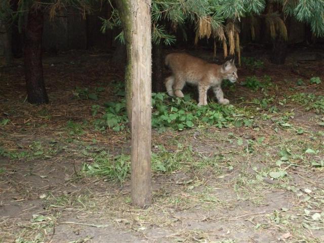 Mini zoo