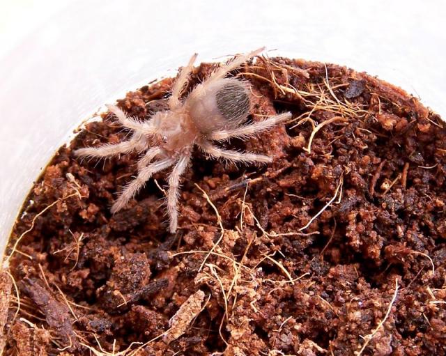 B.Smithi